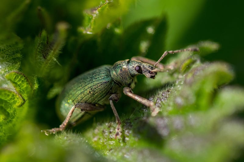 Warding Off Pests