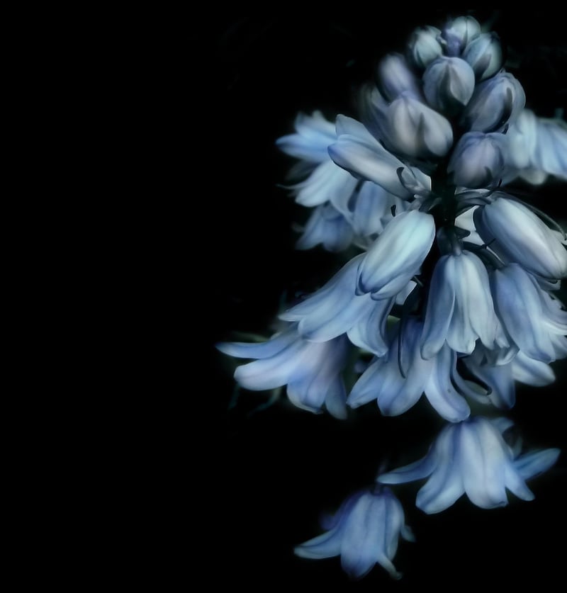 Bluebell Flower